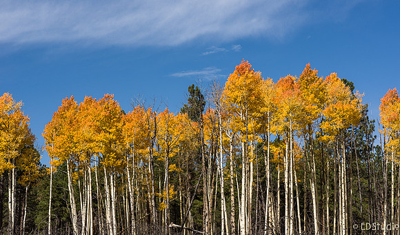 Lined Up For Fall