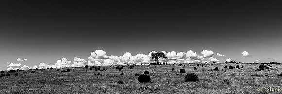 Lone Tree, North of Taylor, AZ