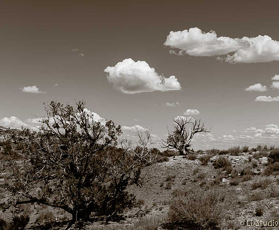 Colorado Plateau, North of Taylor, AZ 3