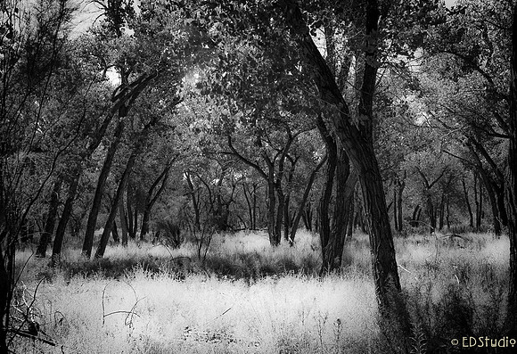 Cottonwoods Bosque 3