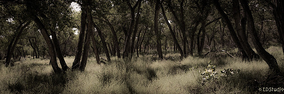Cottonwoods Bosque 1