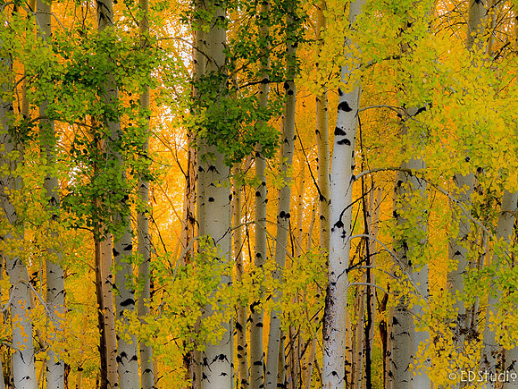 Color Explosion