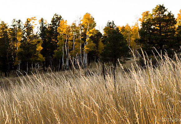 Yellow Grass