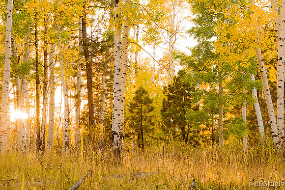 Hart Prairie Sunset 2015.32015.2