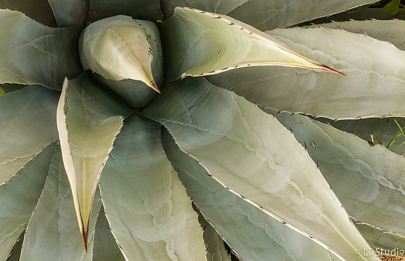 Agave Bird