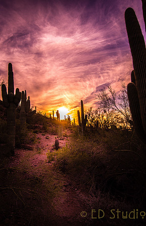 Sunset at the Desert Botanical Garden