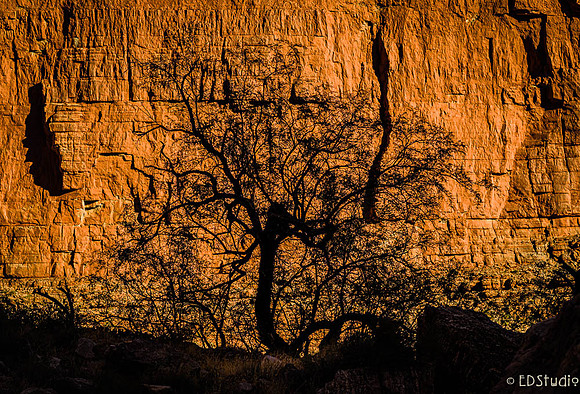 Tree at Eminence Canyon, Marble Canyon