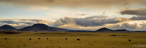 San Francisco Lava Field Pastoral