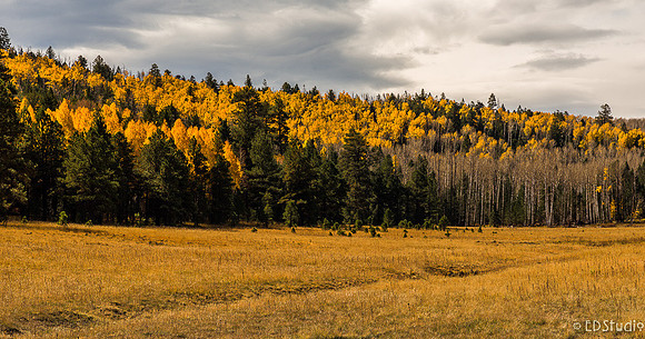 Hart Prarie Aspens