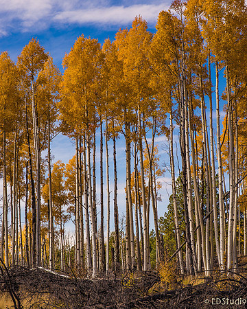 Aspens 2014 #3