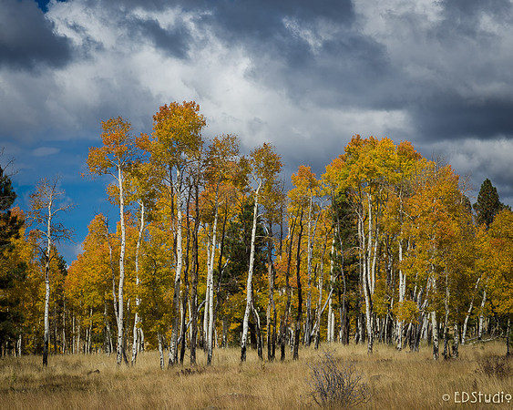 Aspens 2014 #4