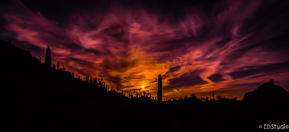 The Sky is on Fire at the Desert Botanical Garden