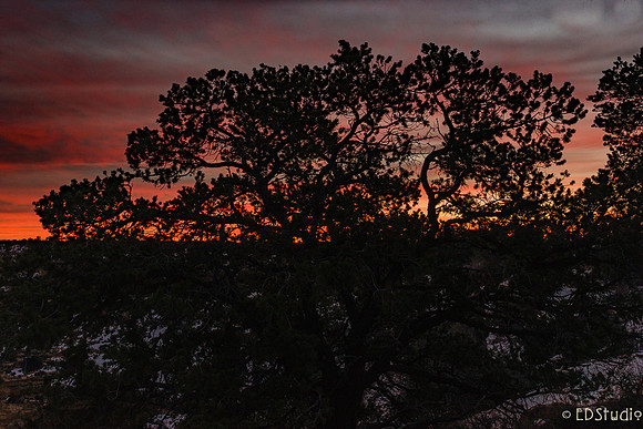 Juniper at Sunrise, Moran Point, Grand Canyon NP