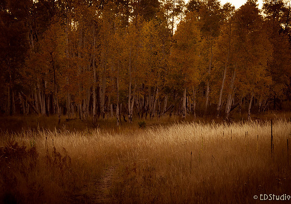 Last Light on the Meadow