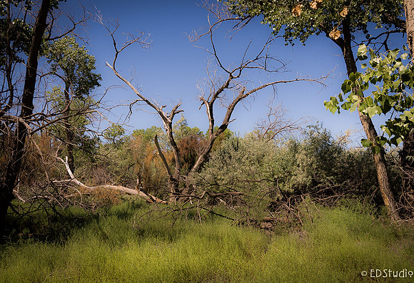 Cottonwoods Bosque, Rio Grande River