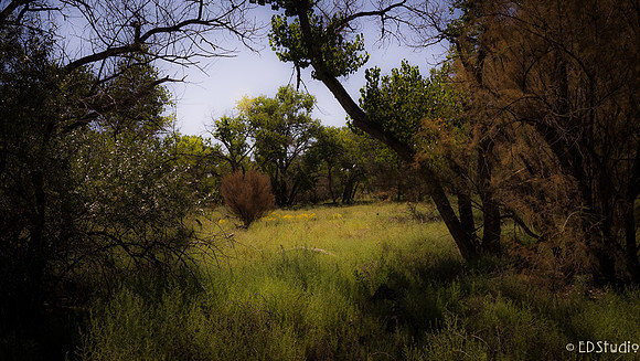 Cottonwoods Bosque 4