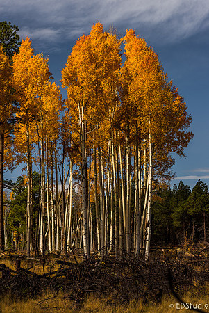 Golden Aspens 2014 #1