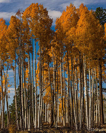 Golden Aspens 2014 #2