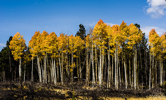 Hart Prairie Road Fall 2014 Series 2