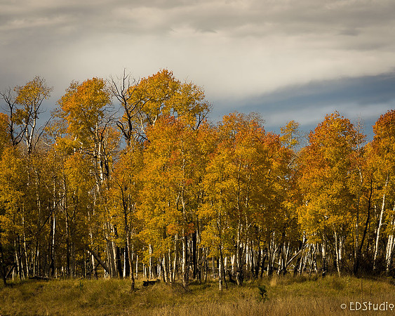 Aspens 2014 #2