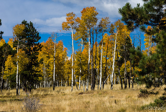 Hart Prairie Road Fall 2014 Series 5