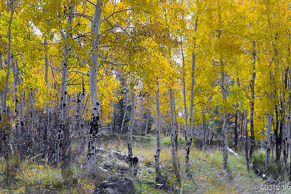 Aspens 2014 #3