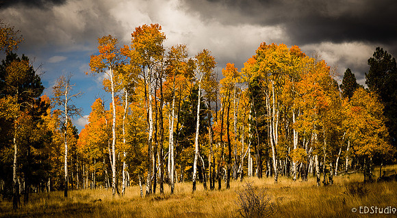 Hart Prairie Road Fall 2014 Series 3