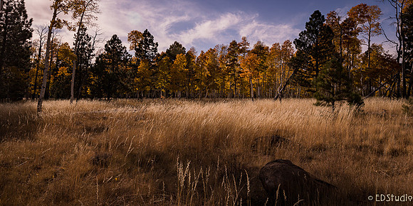 Hart Prarie Early Fall, 2019 #1