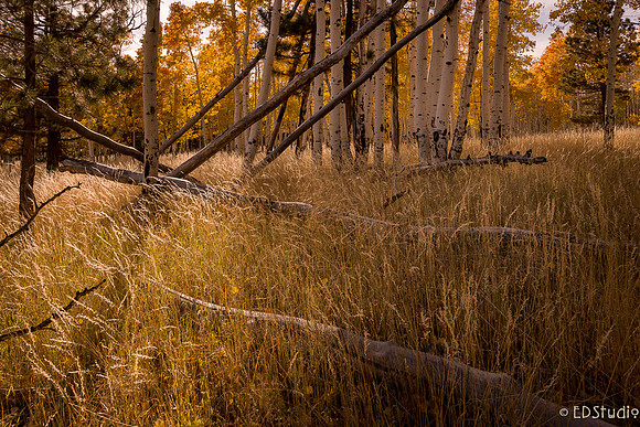 Hart Prarie Early Fall, 2019 #2