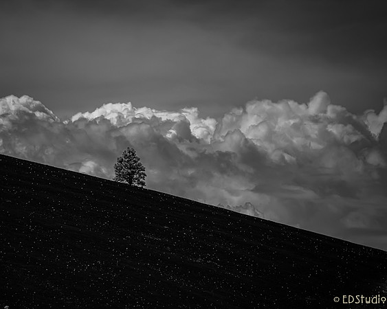 Lone Tree, Sunsaet Crater NM, AZ