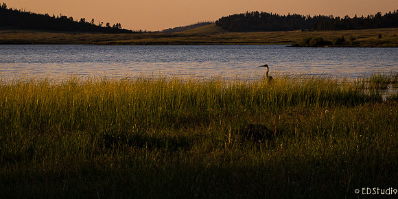 Grey Heron, Big Lake, AZ