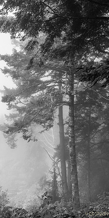 Foggy Oregon Coast