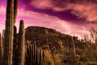 Storm at the Desert Botanical Garden
