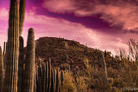 Storm at the Desert Botanical Garden