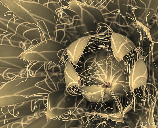 Agave #1